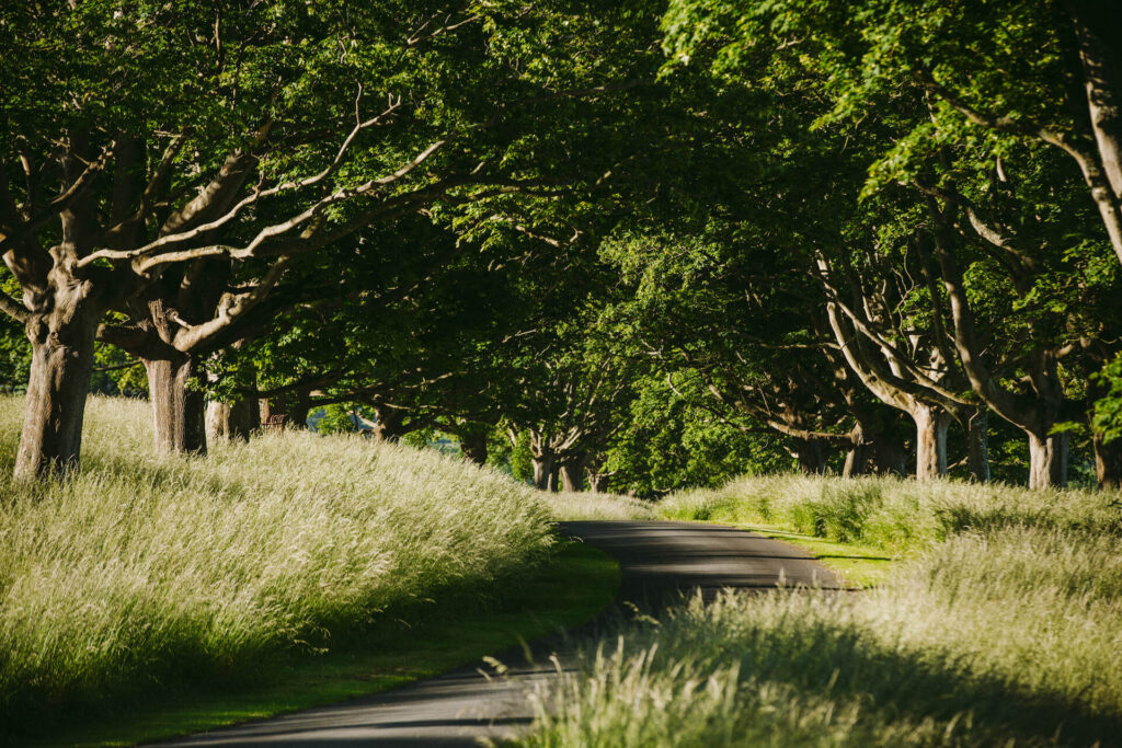 Driveway in Spring