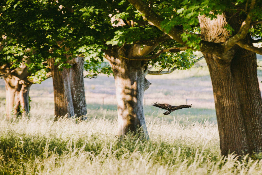 Barn owl flying over avenue