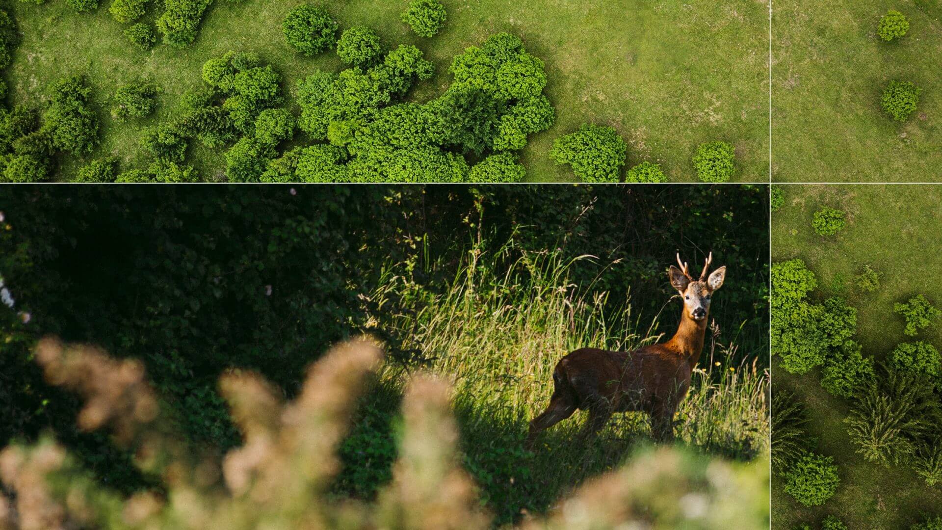 Scrub and grassland habitat in rewilding project
