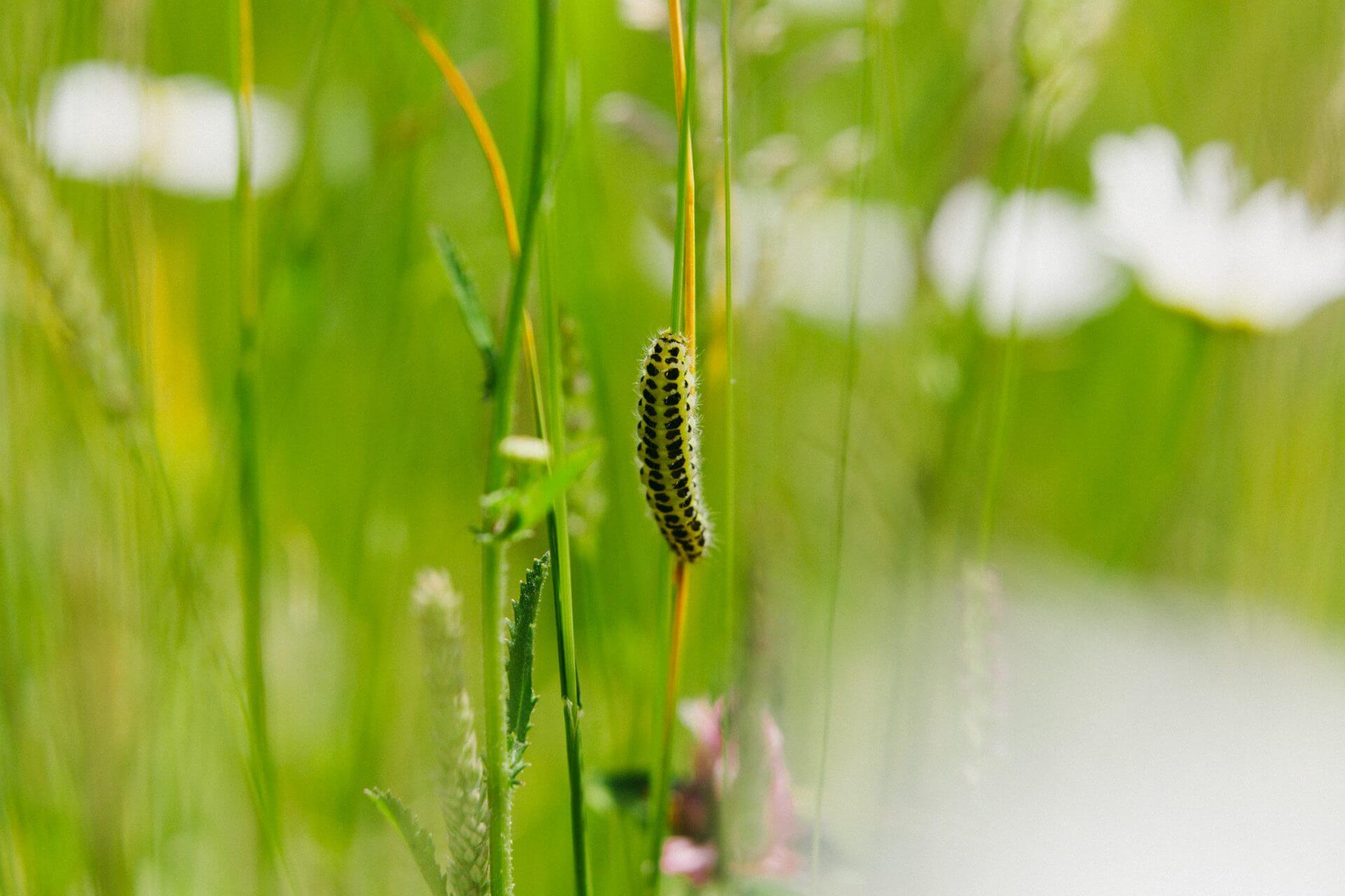 Caterpillar on blade of grass