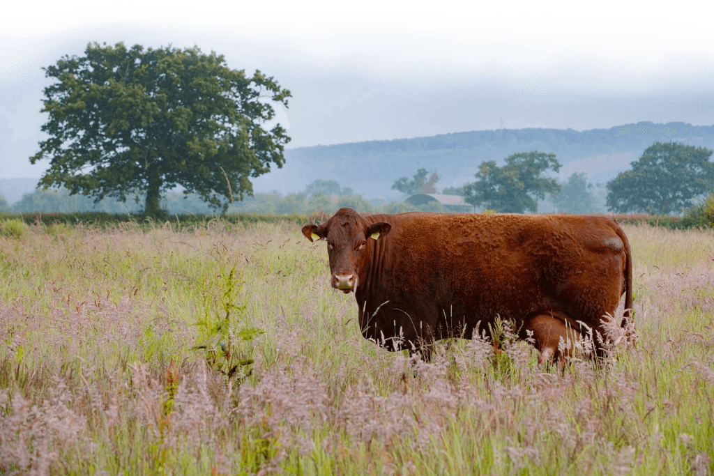 Cow in rewilding project