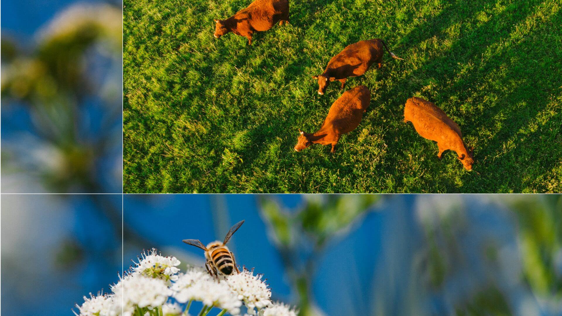 Wildlife in rewilding project 