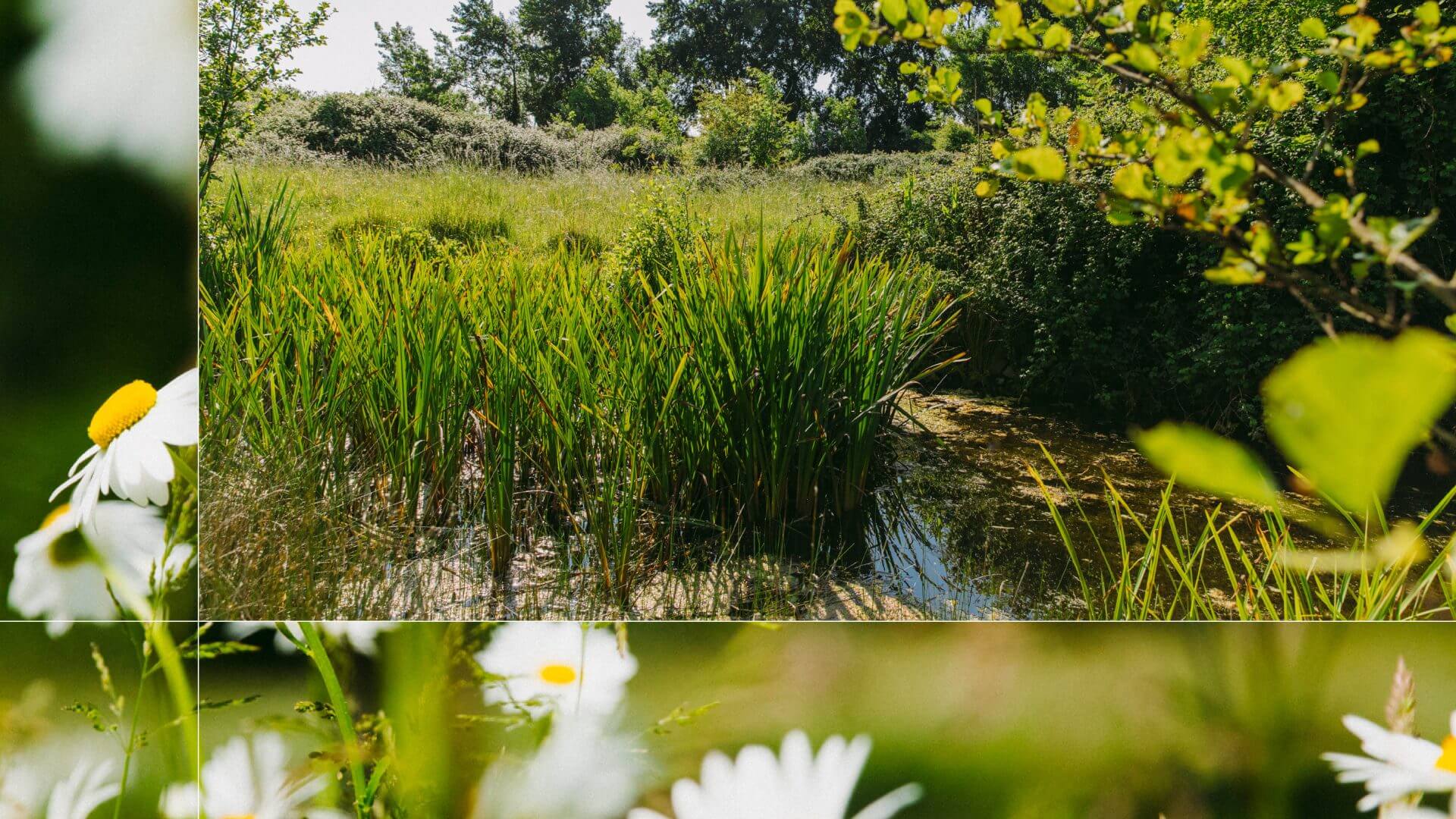 Variety of habitats