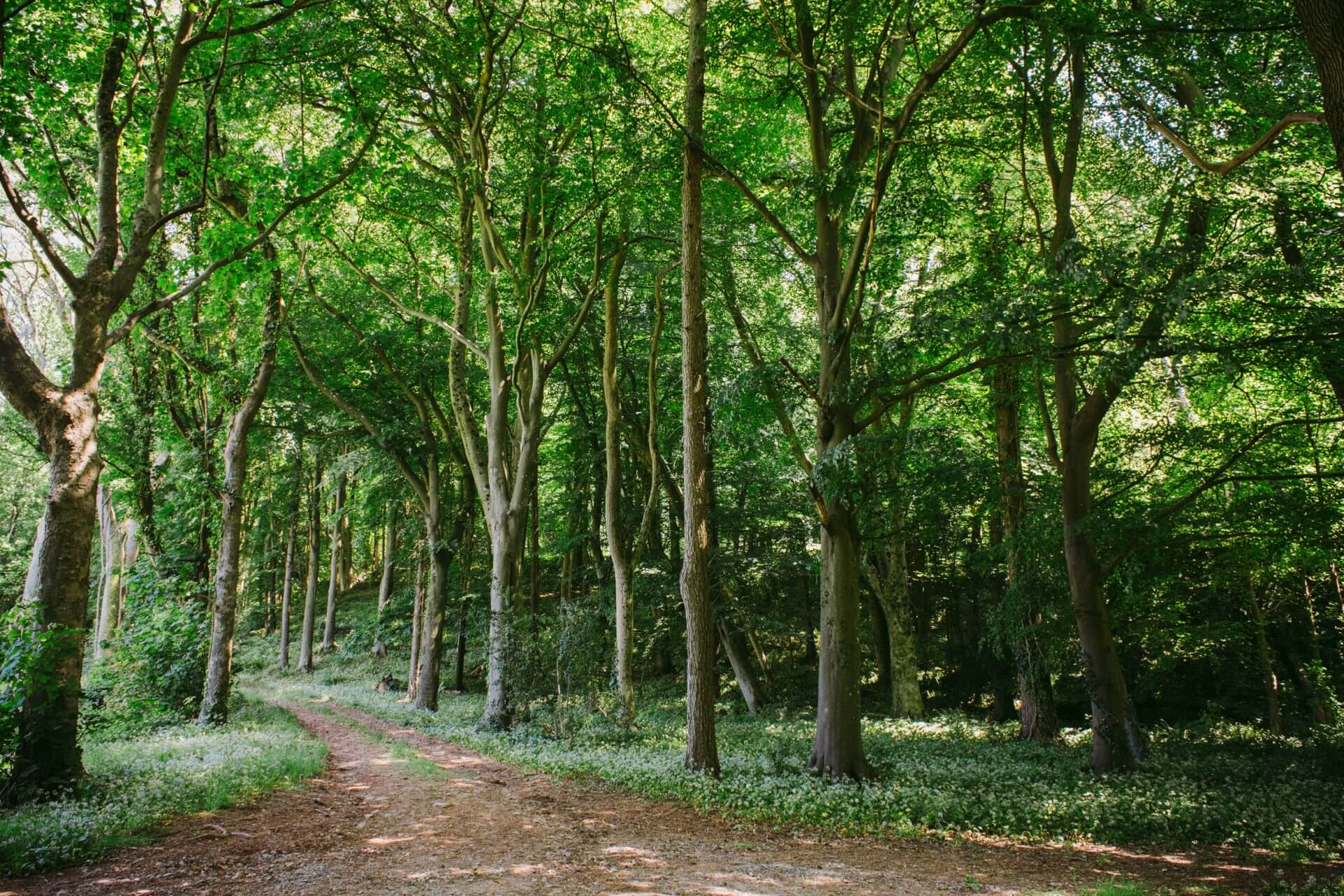 Woodland trees