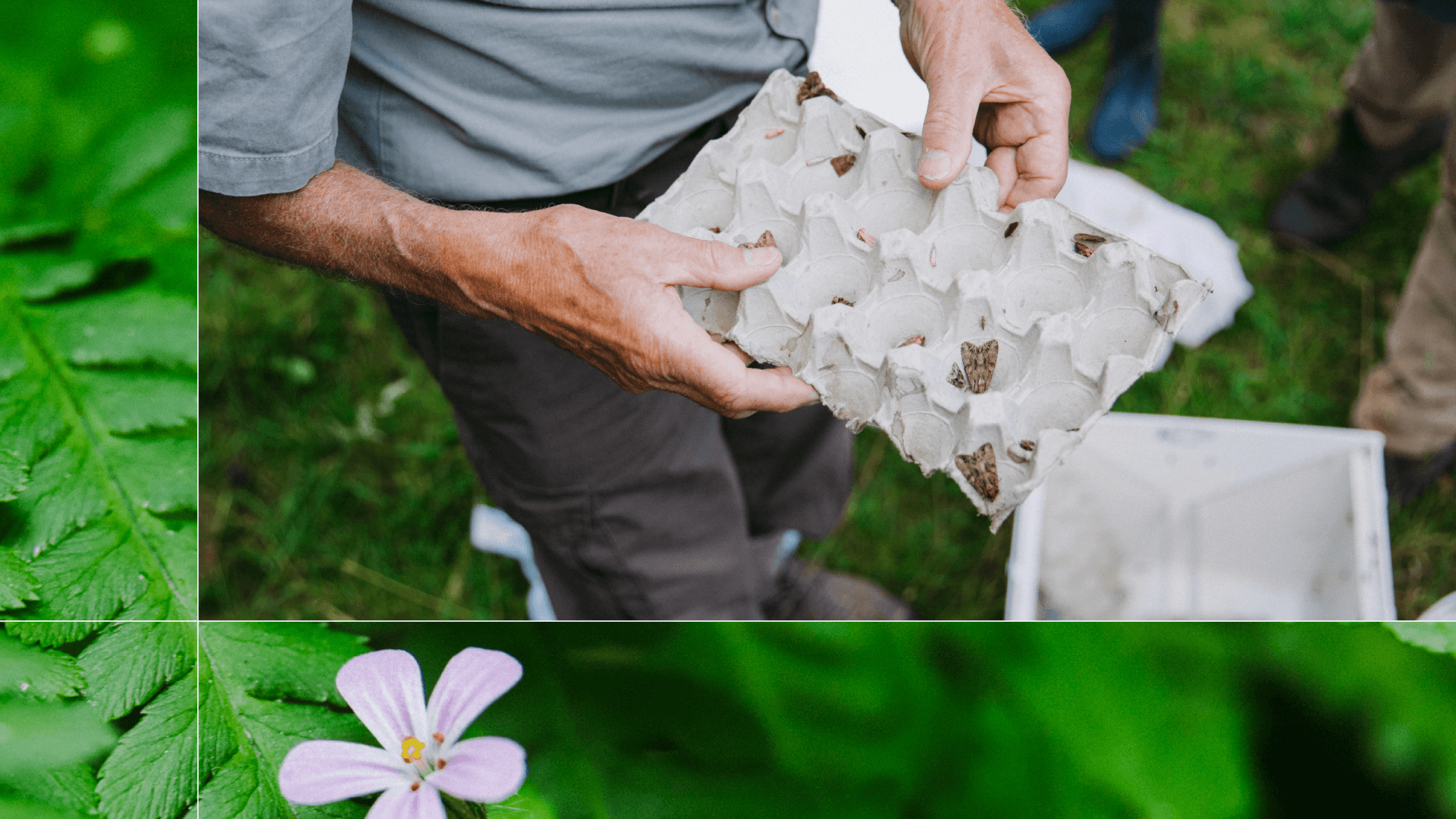 Moth surveying