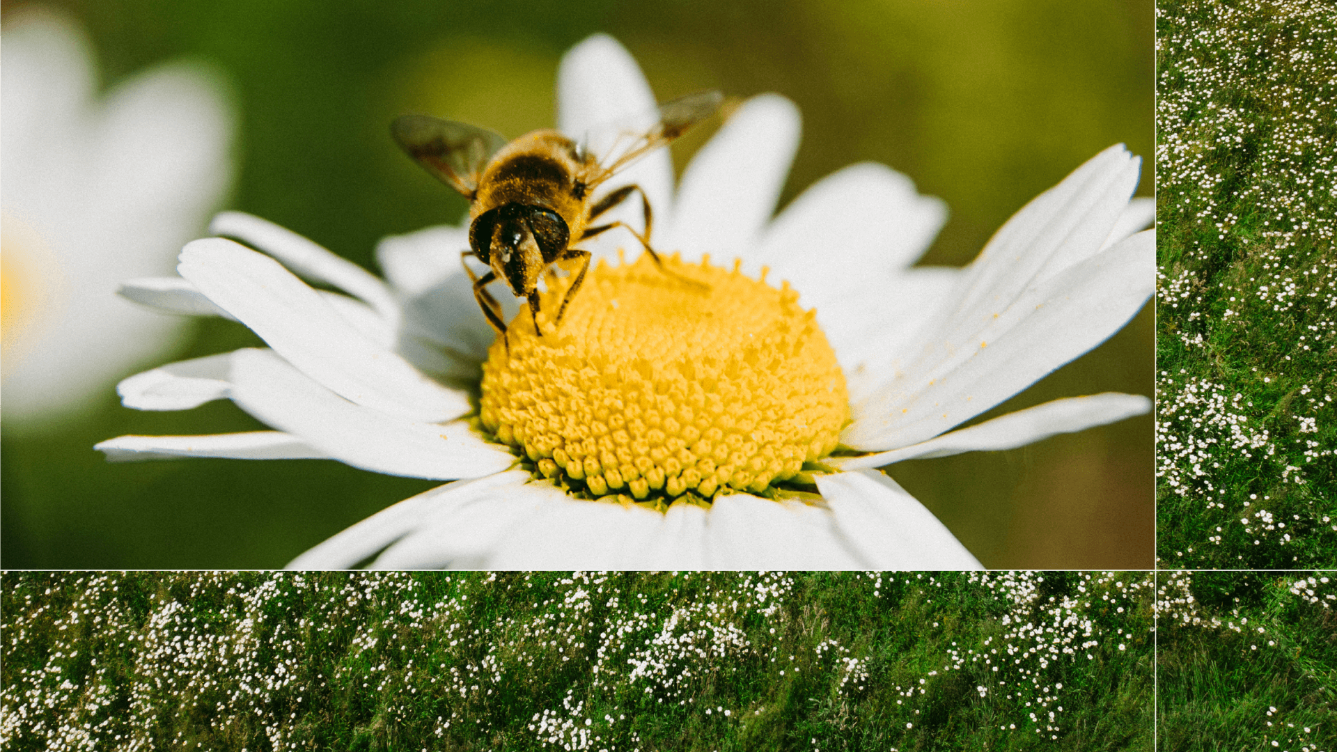 Bee on flower