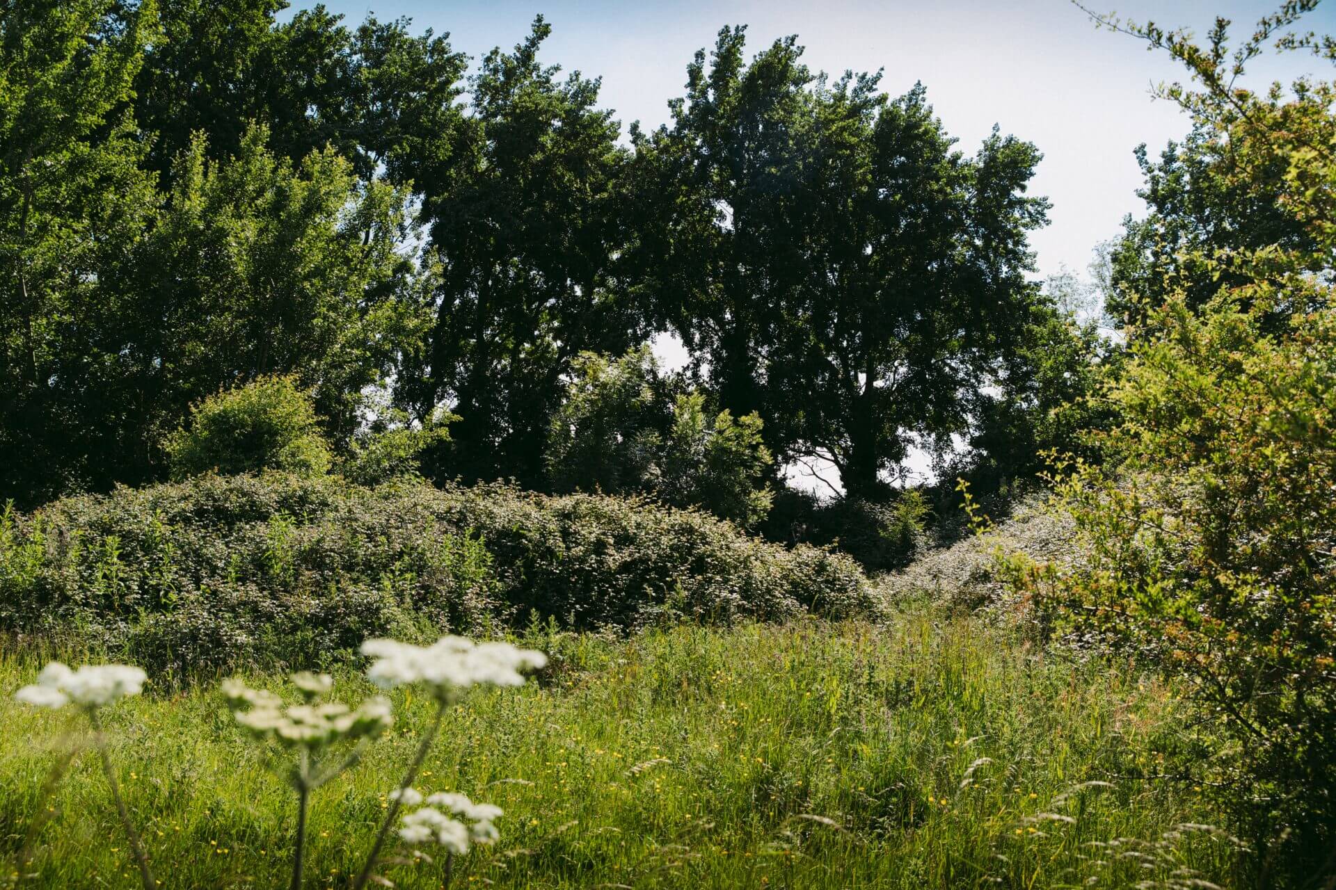 Habitats in rewilding project