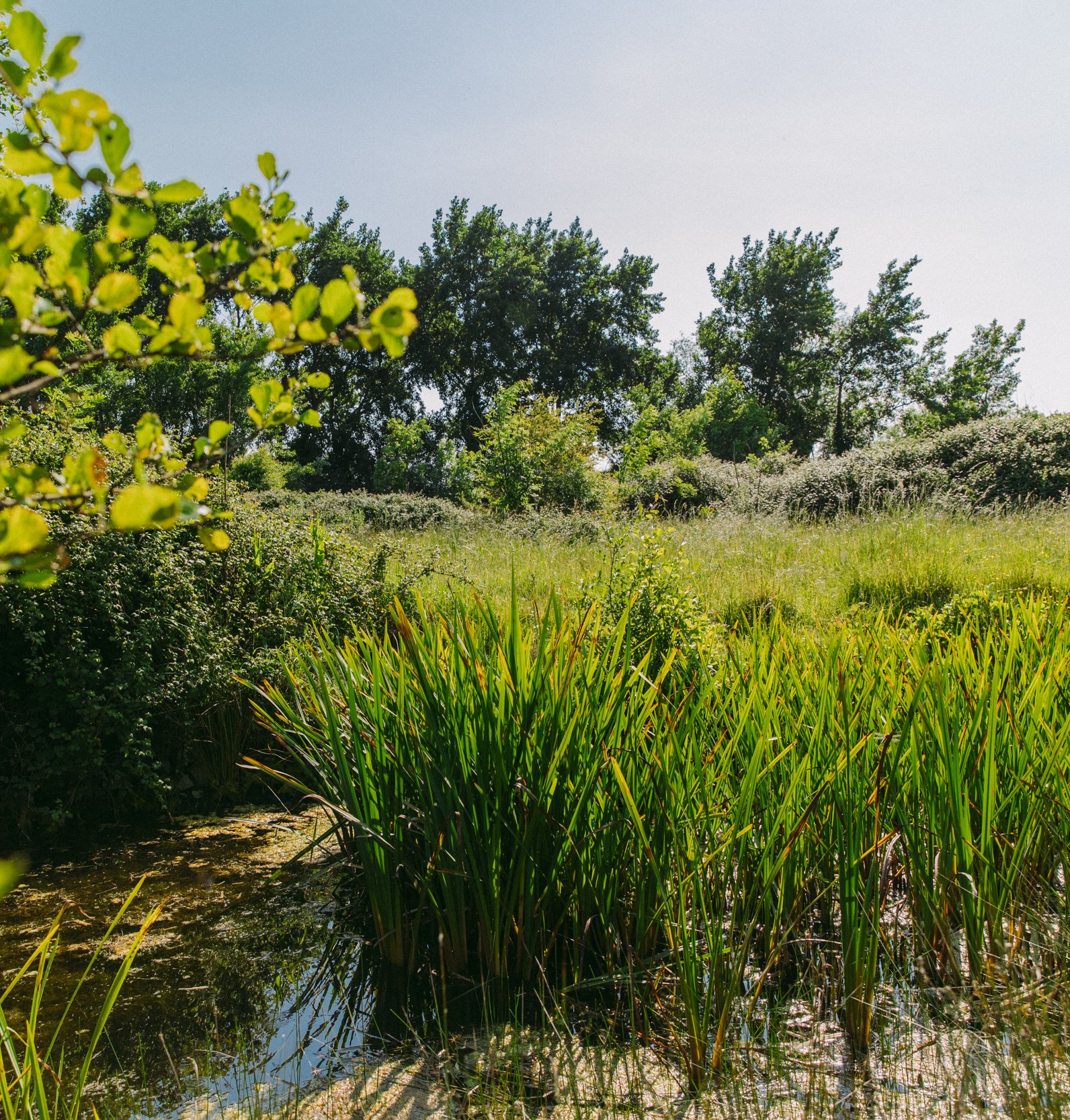 Wetland and grassland in Watercress Farm