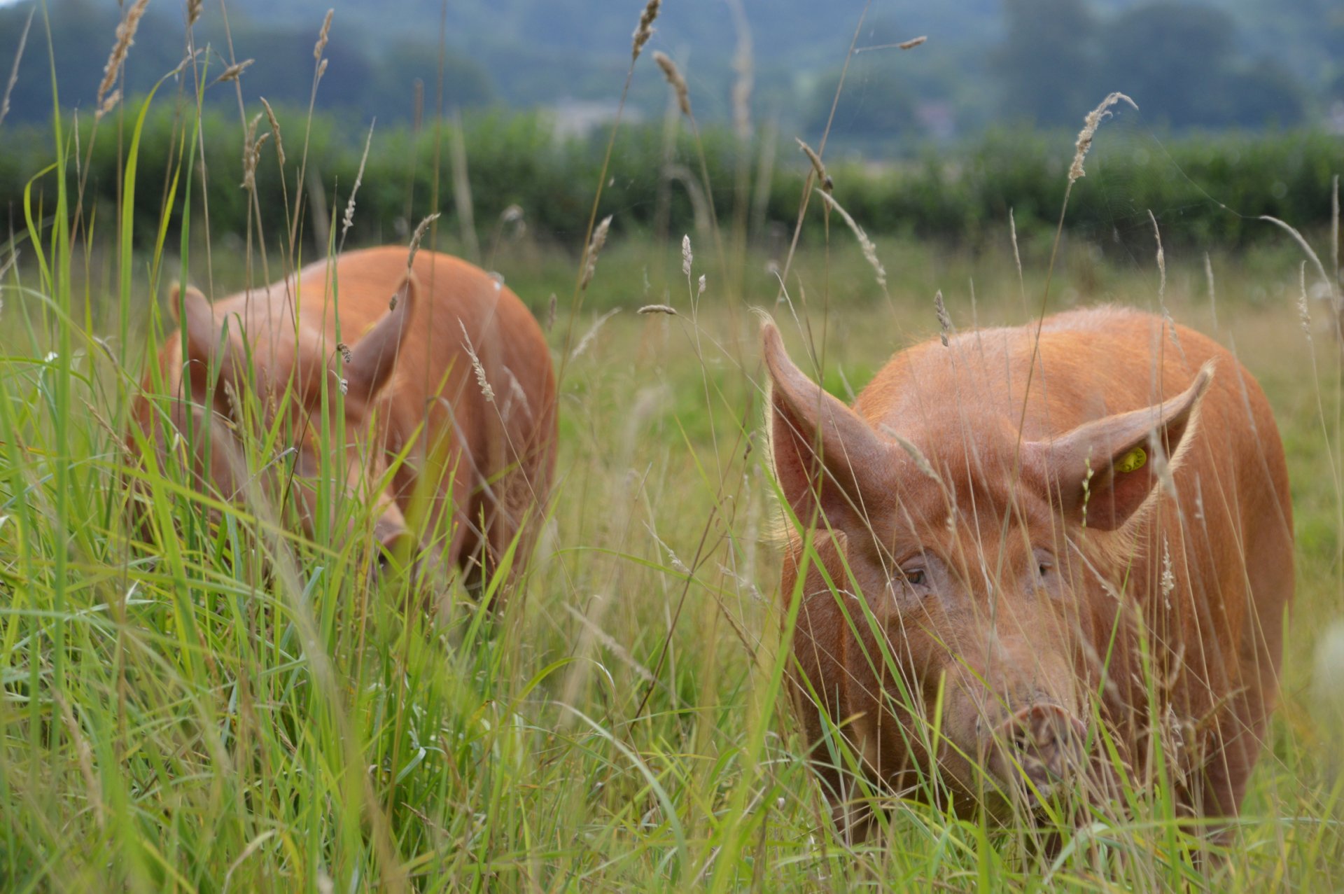 Tamworth pigs in rewilding project