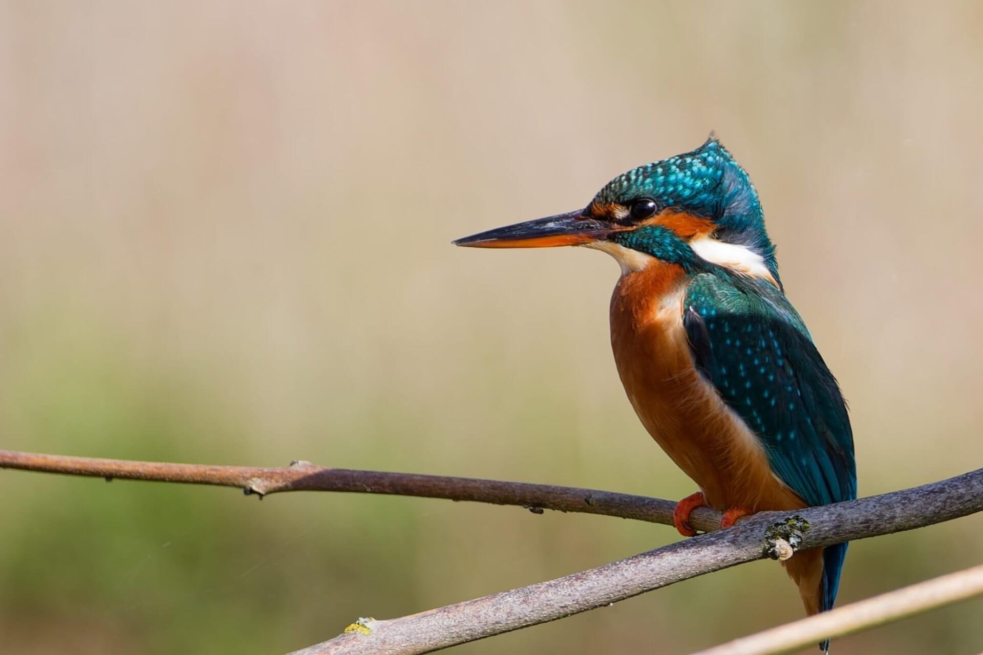 Kingfisher on branch