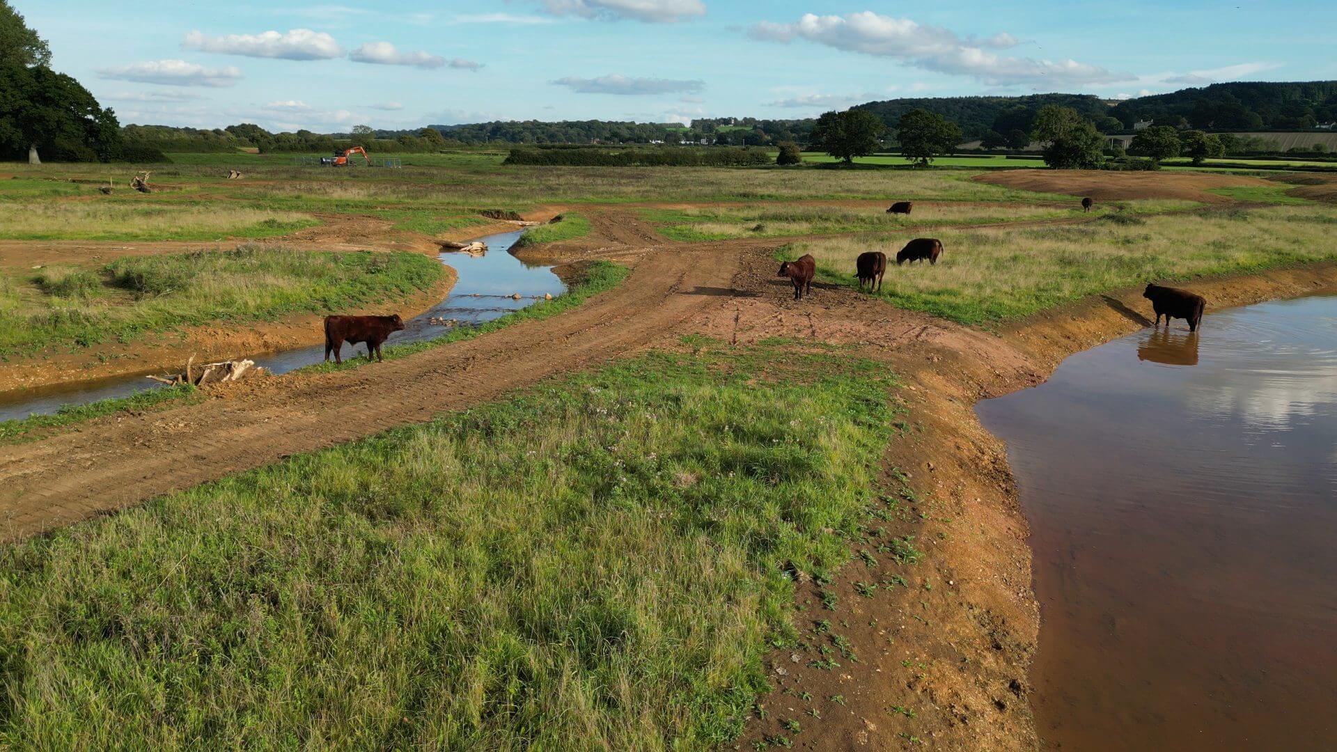 cattle in wetland