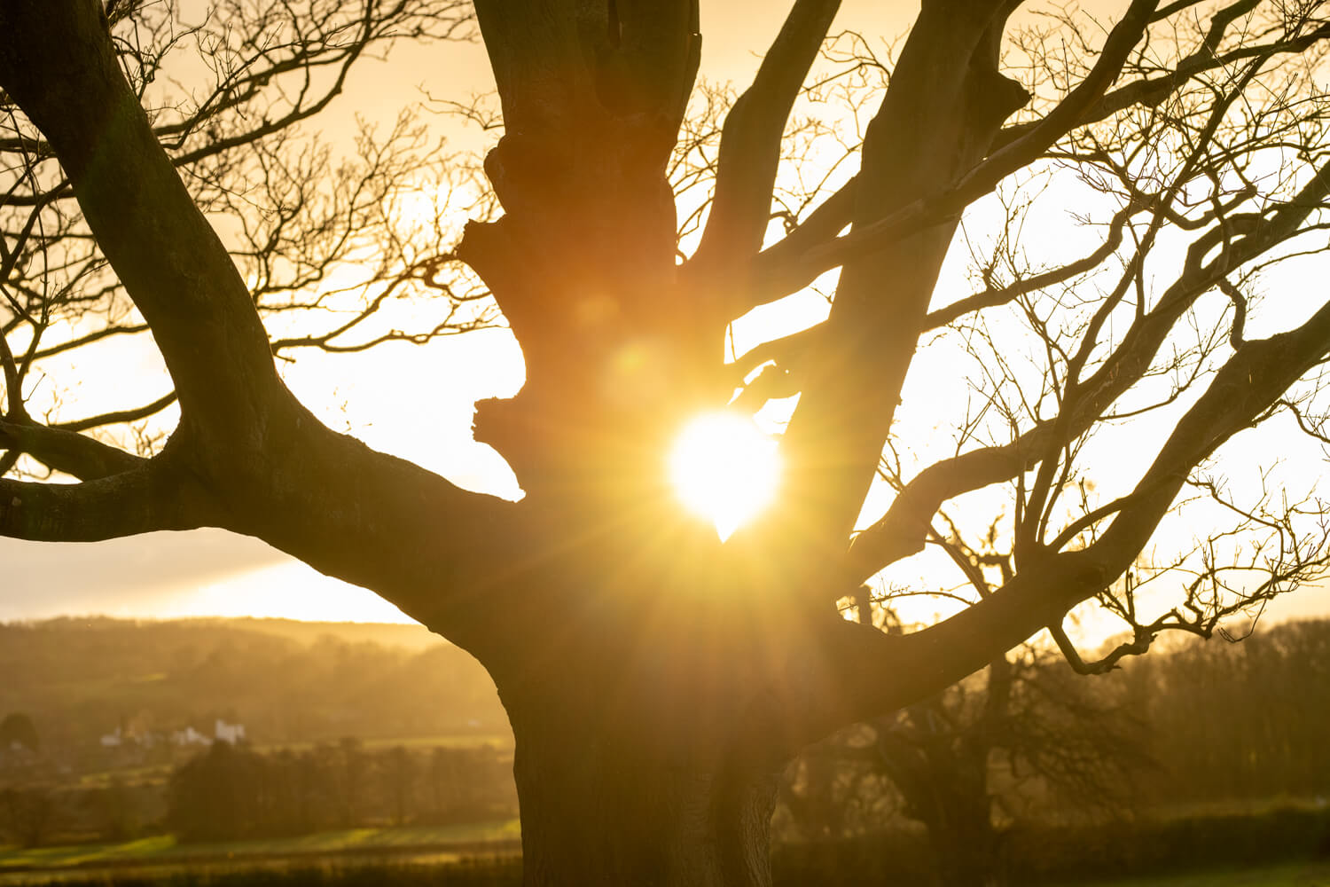 tree and sunset