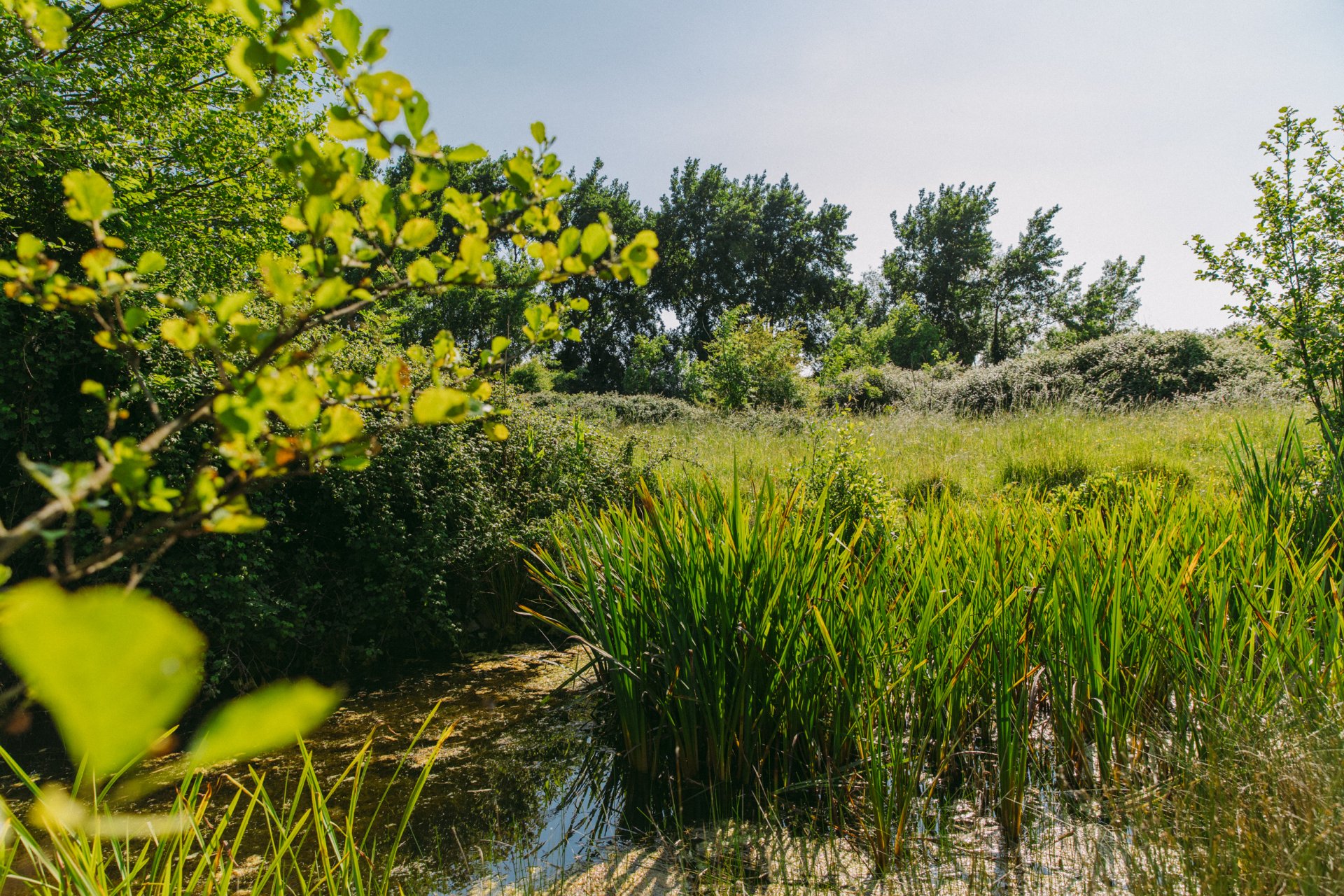 Wetland and grassland in Watercress Farm