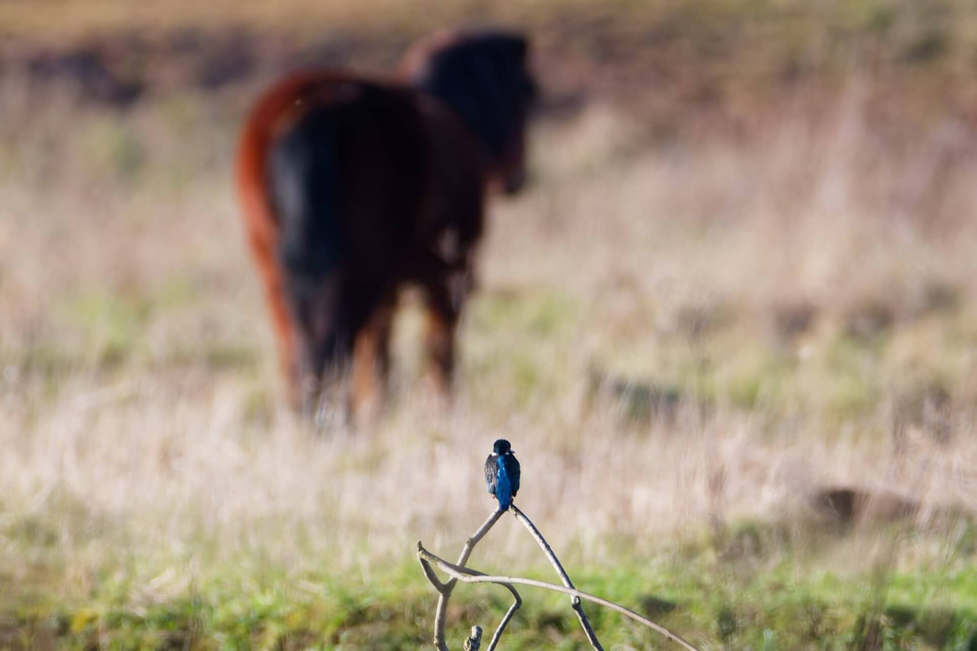 kingfisher and pony in wetland