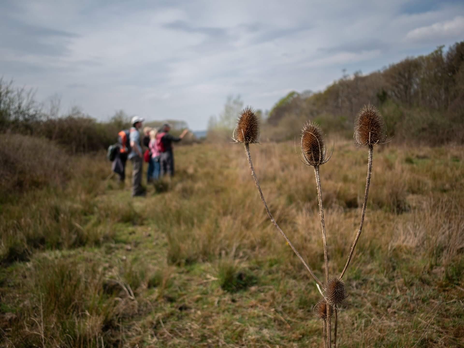 People exploring nature in rewilding project