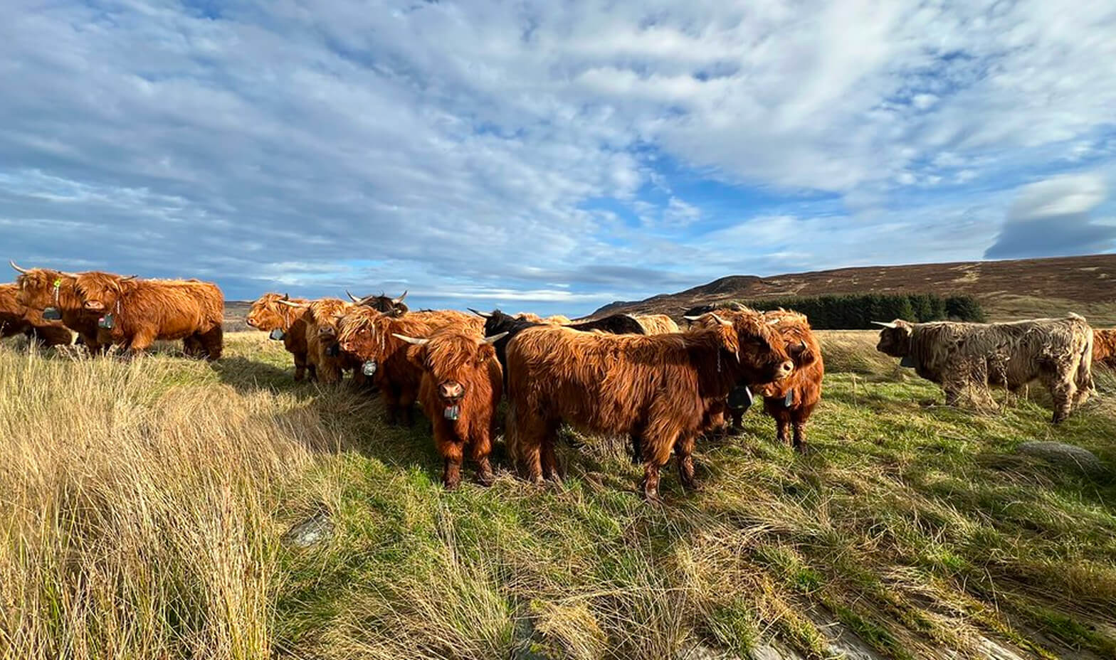 belmont-content-aberarder-cows