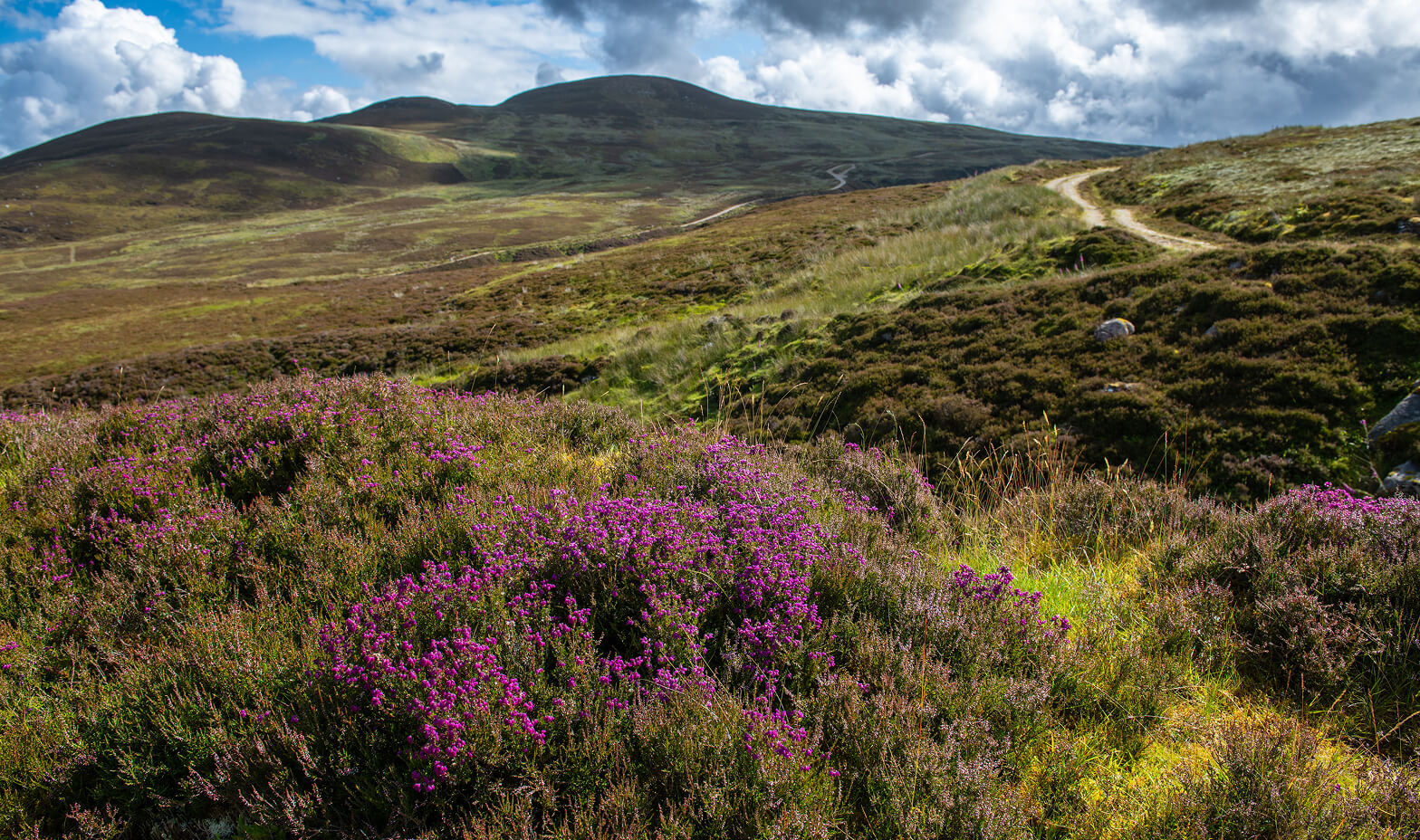 belmont-content-aberarder-gorse