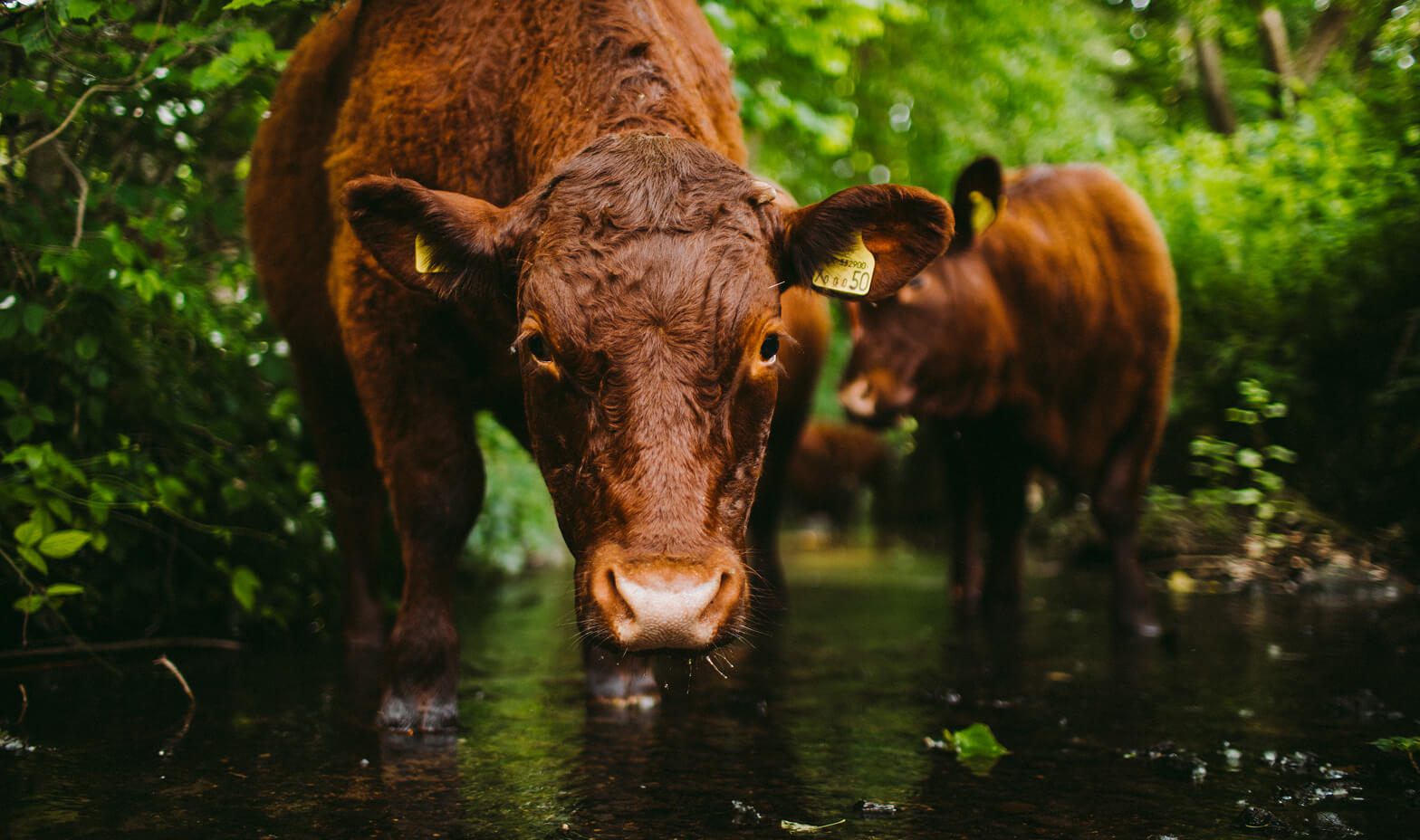 belmont-content-cows