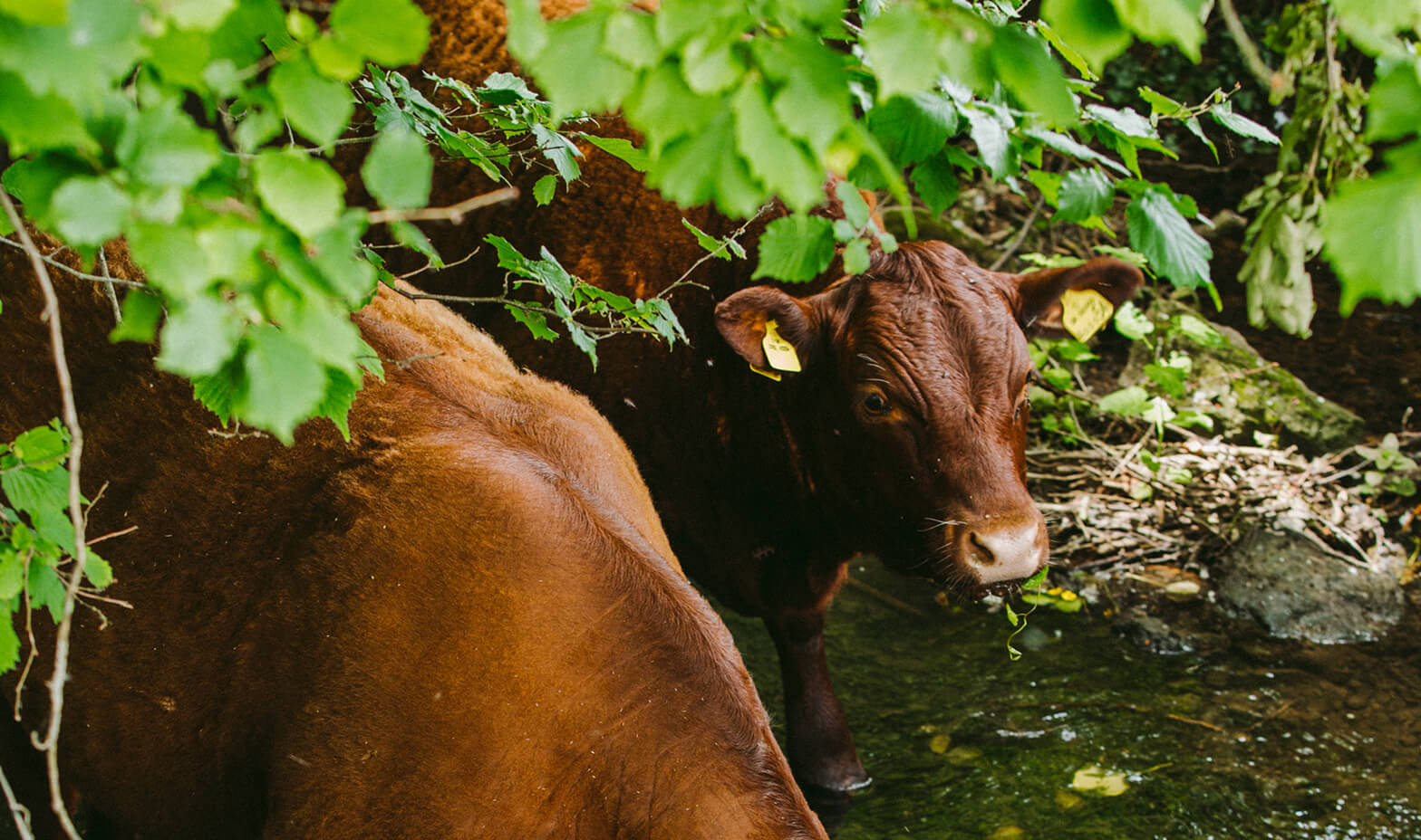 belmont-content-cows