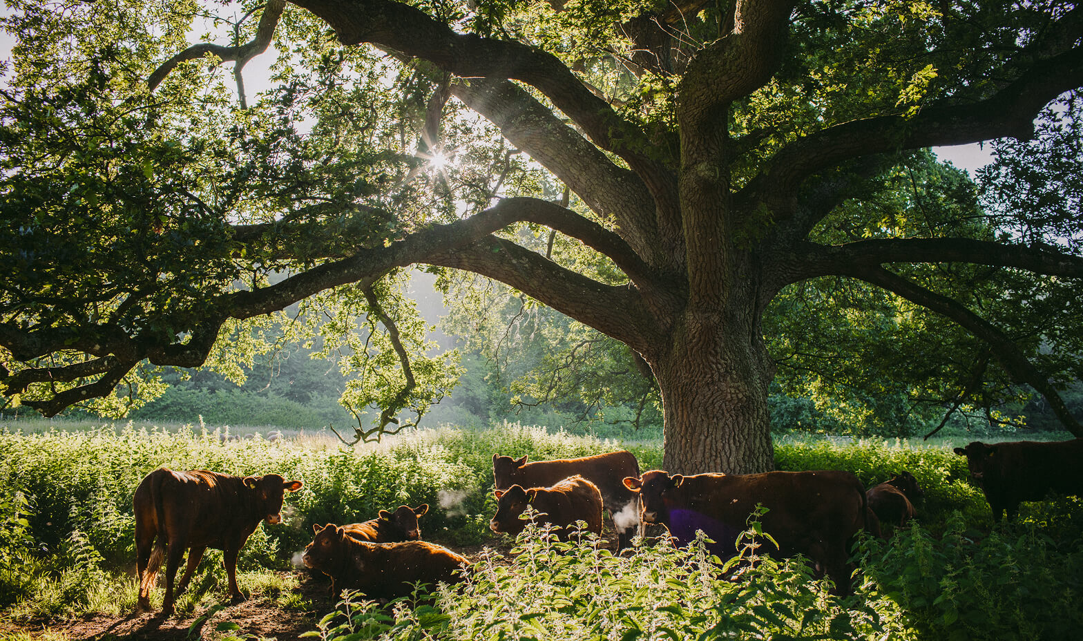 belmont-content-herd-managment
