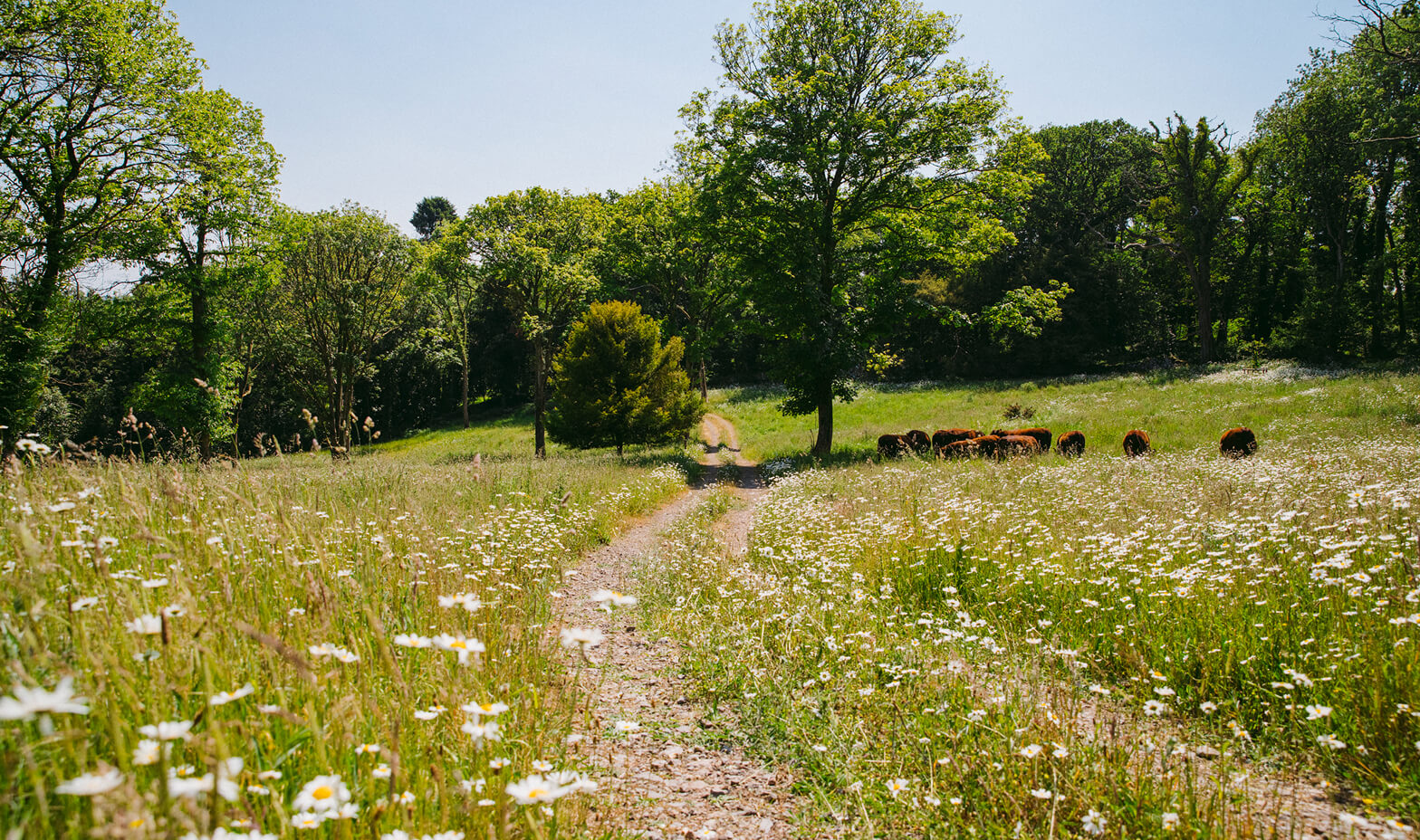 belmont-content-parkland-restoration