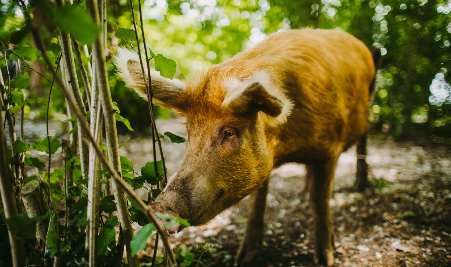 belmont-content-regen-pig