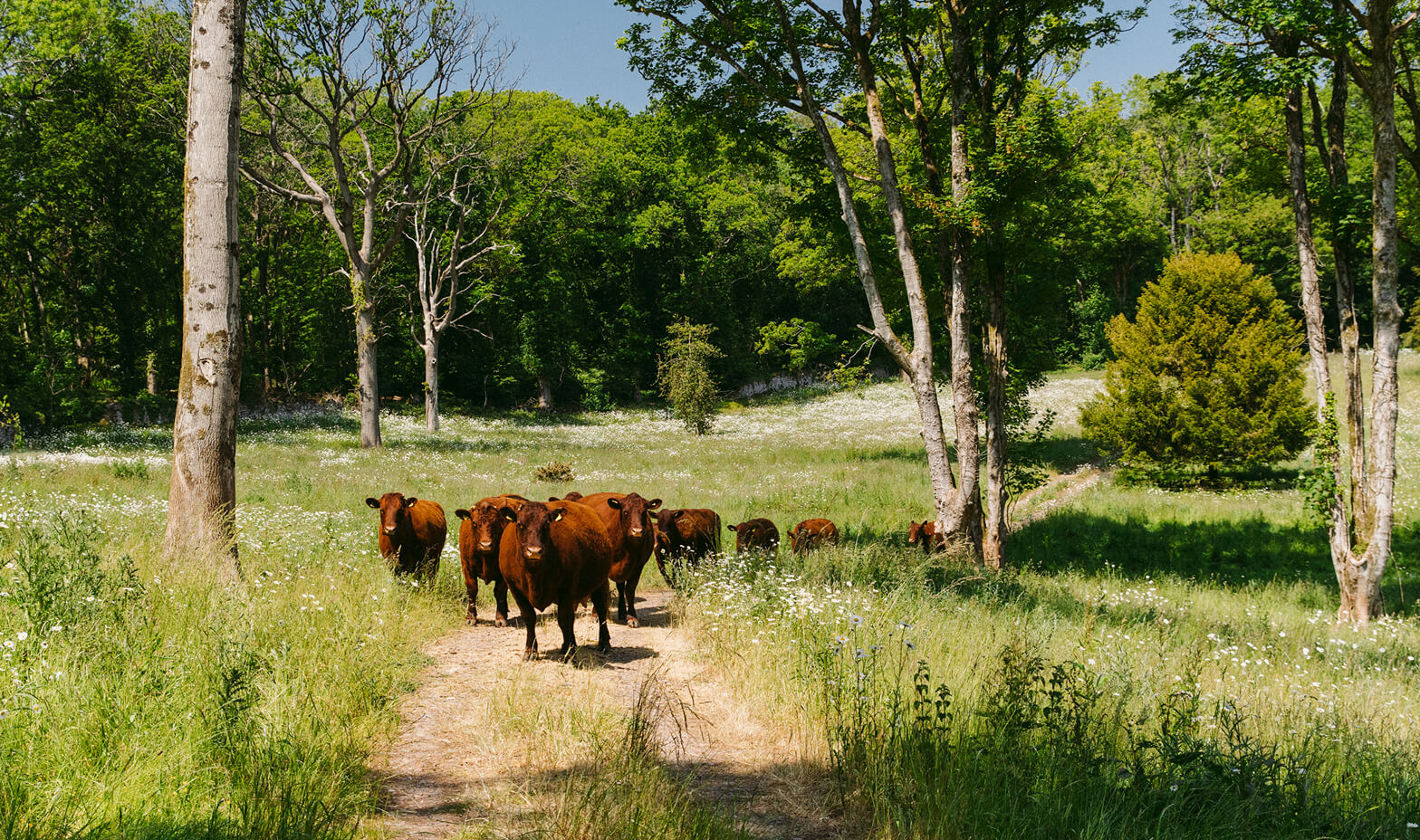 belmont-content-regenerative-farming