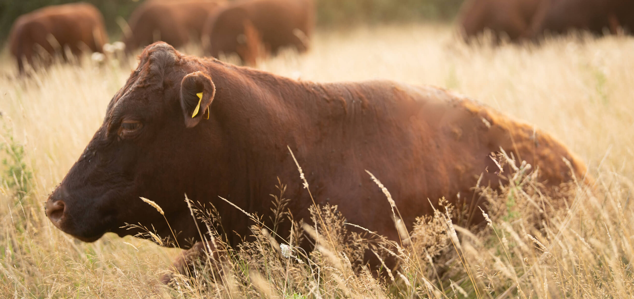 belmont-large-cows-in-grass