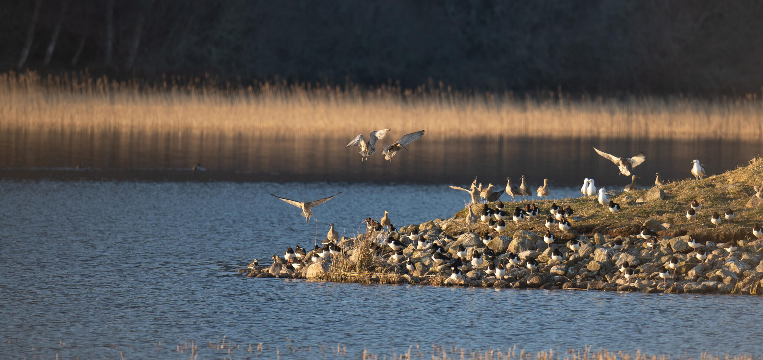 belmont-large-ducks