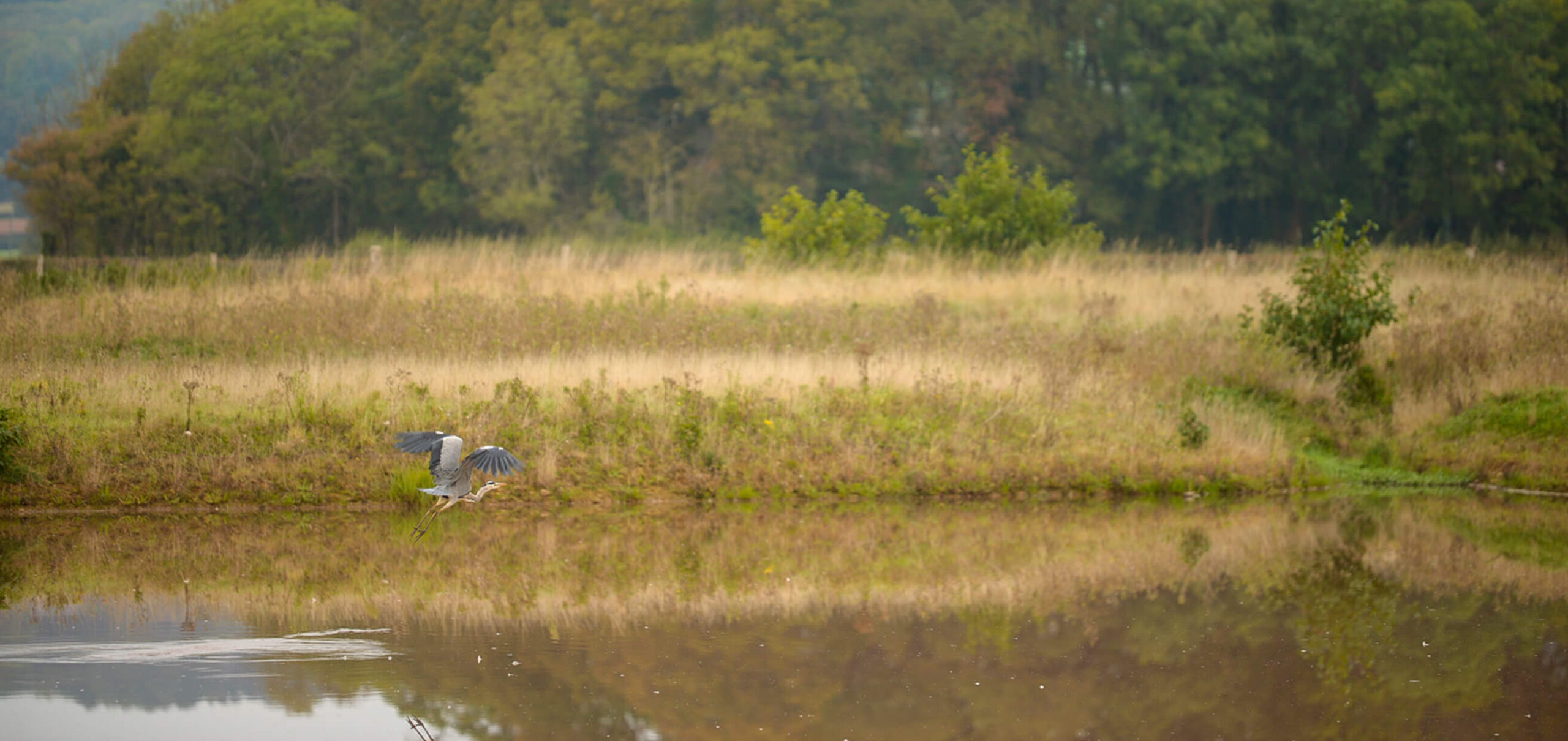 belmont-large-stork