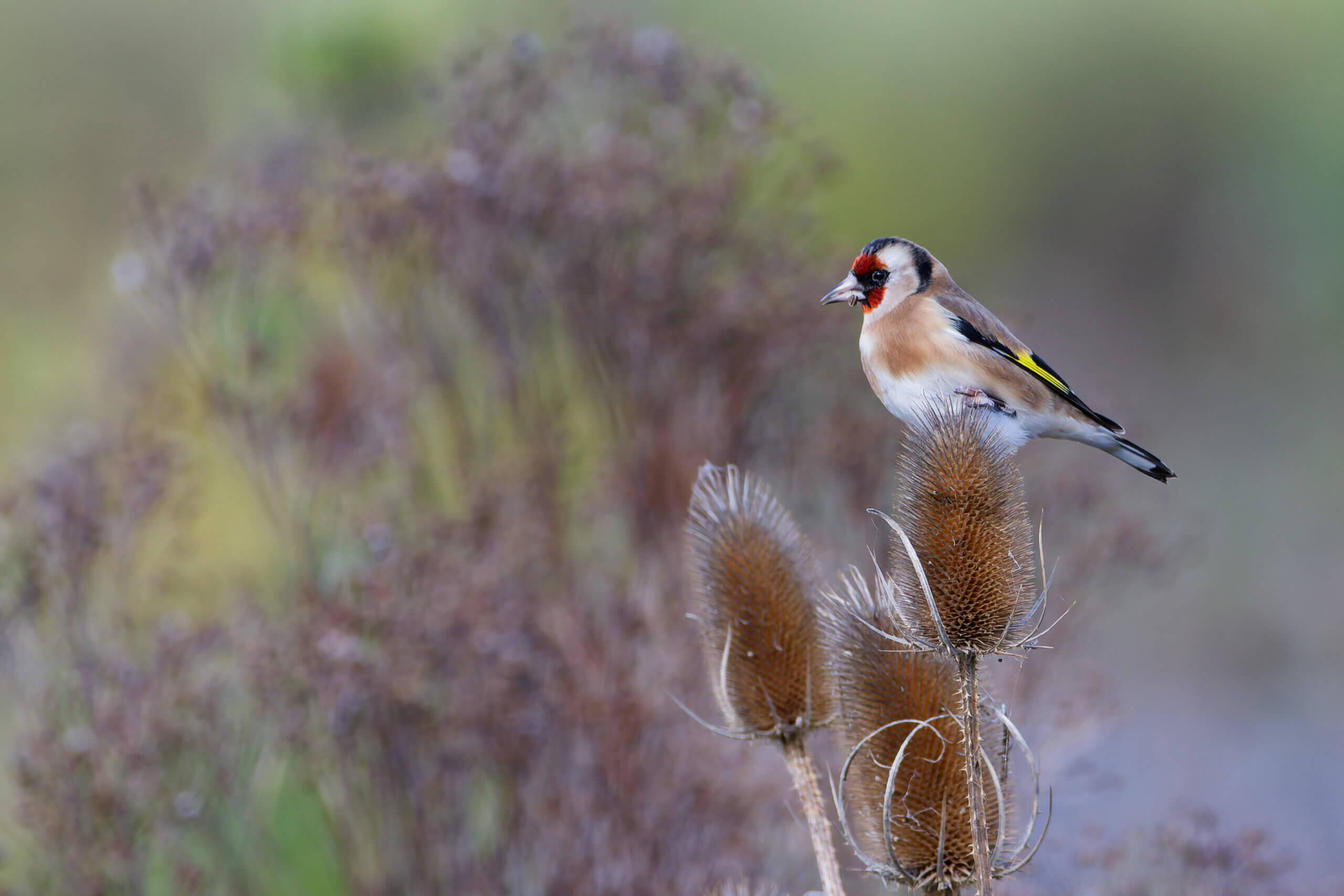 Goldfinch 6